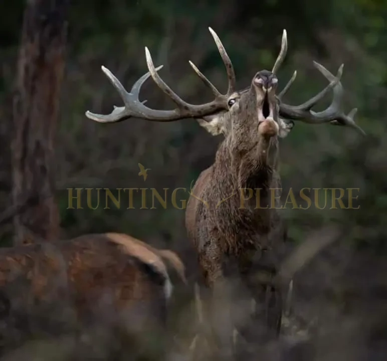 Roumanie Séjour dans les Carpates - Hunting Pleasure